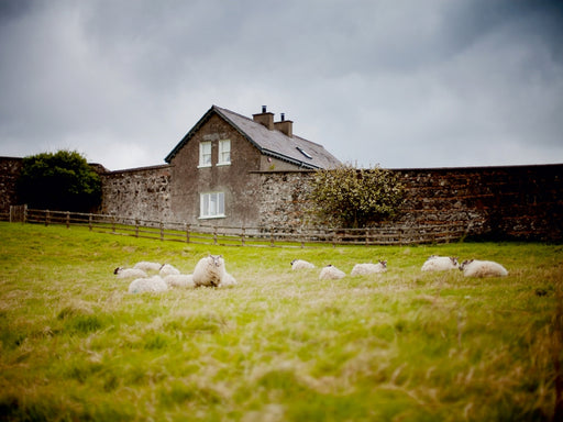 Schafe bei Castlerock / Nordirland - CALVENDO Foto-Puzzle - calvendoverlag 29.99