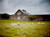 Schafe bei Castlerock / Nordirland - CALVENDO Foto-Puzzle - calvendoverlag 29.99