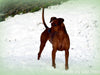 Im Schnee - CALVENDO Foto-Puzzle - calvendoverlag 29.99