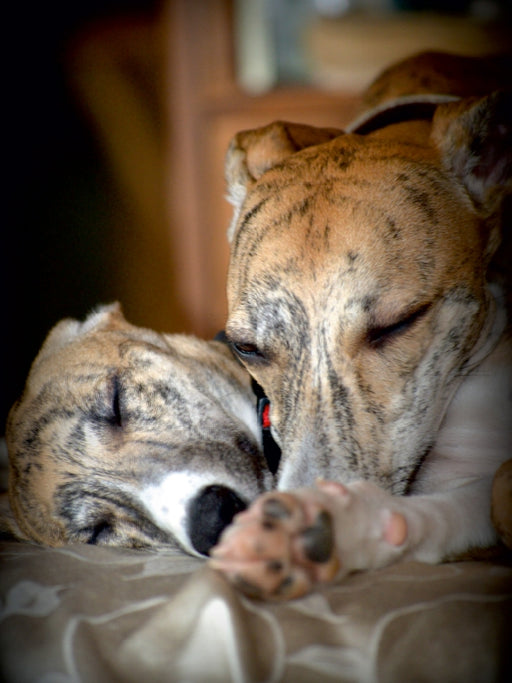 Classy Whippets - CALVENDO Foto-Puzzle - calvendoverlag 29.99