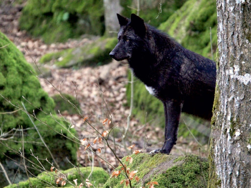 Wolf - Timberwolf - CALVENDO Foto-Puzzle - calvendoverlag 29.99