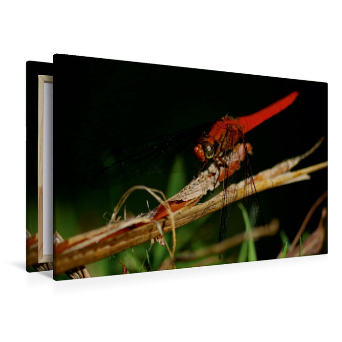 Premium Textil-Leinwand Premium Textil-Leinwand 120 cm x 80 cm quer Ein Motiv aus dem Kalender "Zarte Schönheiten - Libellen Malaysias"