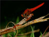 "Zarte Schönheiten - Libellen Malaysias" - CALVENDO Foto-Puzzle - calvendoverlag 29.99