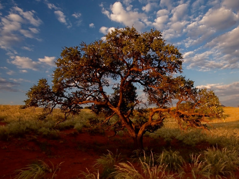 Namib rand nature reserve - CALVENDO Foto-Puzzle - calvendoverlag 29.99