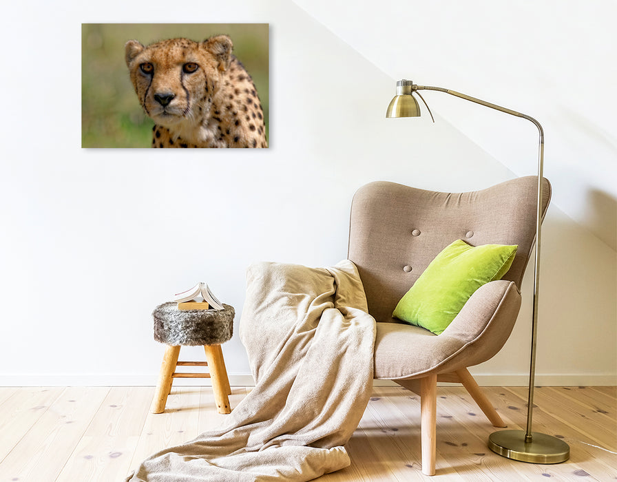 Premium Textil-Leinwand Premium Textil-Leinwand 75 cm x 50 cm quer Gepard