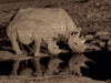 Nashörner - CALVENDO Foto-Puzzle - calvendoverlag 29.99