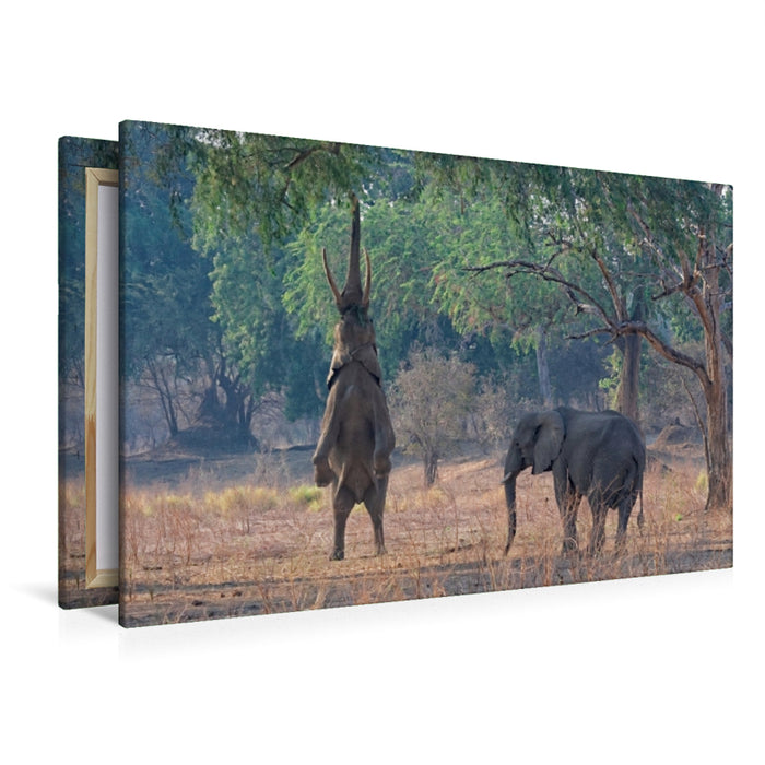 Premium Textil-Leinwand Premium Textil-Leinwand 120 cm x 80 cm quer Mana pools Nationalpark