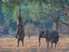 Mana pools Nationalpark - CALVENDO Foto-Puzzle - calvendoverlag 29.99