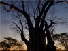 Baobab - CALVENDO Foto-Puzzle - calvendoverlag 29.99