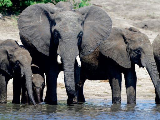 Rüsseltiere - Afrikanische Elefanten - CALVENDO Foto-Puzzle - calvendoverlag 29.99