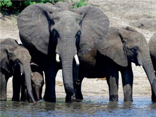 Rüsseltiere - Afrikanische Elefanten - CALVENDO Foto-Puzzle - calvendoverlag 29.99