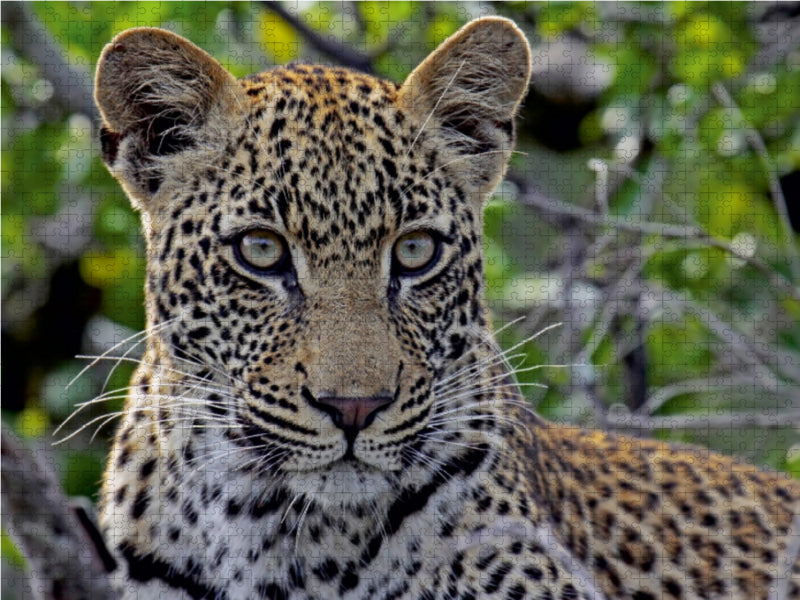 Blickkontakt mit Leopard, Afrika - CALVENDO Foto-Puzzle - calvendoverlag 29.99