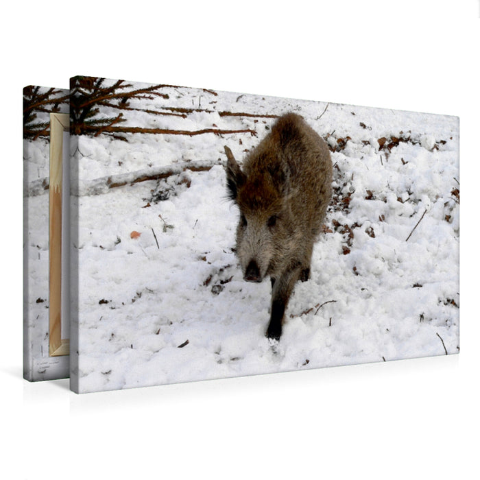 Premium Textil-Leinwand Premium Textil-Leinwand 75 cm x 50 cm quer Junges Wildschwein im Colditzer Forst