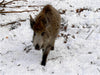 Junges Wildschwein im Colditzer Forst - CALVENDO Foto-Puzzle - calvendoverlag 29.99