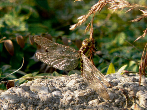 Ährenrettung einer Libelle - CALVENDO Foto-Puzzle - calvendoverlag 29.99