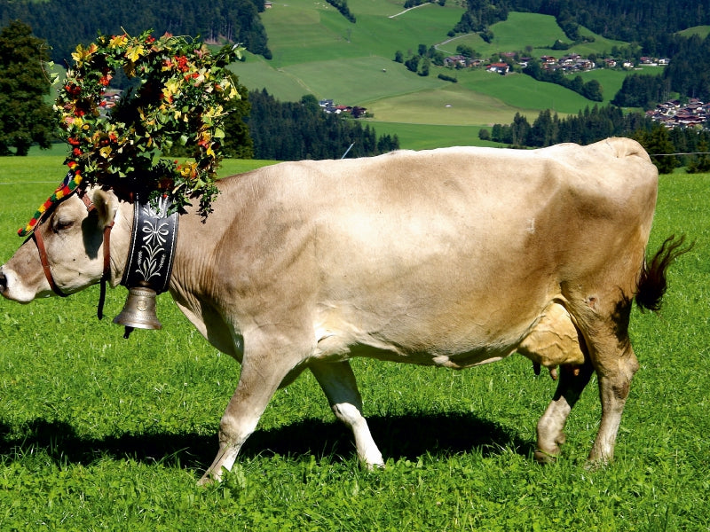Kuh mit Krone - CALVENDO Foto-Puzzle - calvendoverlag 29.99