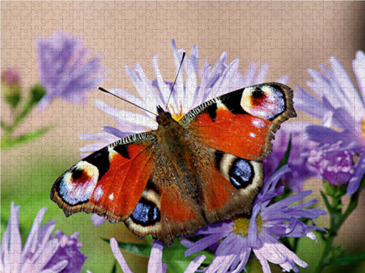 Schmetterlings Schönheit - CALVENDO Foto-Puzzle - calvendoverlag 29.99
