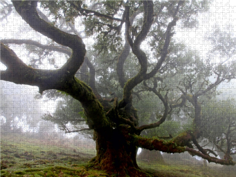 Lorbeerbäume - CALVENDO Foto-Puzzle - calvendoverlag 29.99