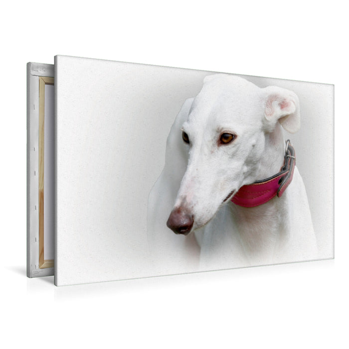 Premium Textil-Leinwand Premium Textil-Leinwand 120 cm x 80 cm quer Galgo Español (Spanischer Windhund)