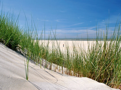 Düne mit Strandgras - CALVENDO Foto-Puzzle - calvendoverlag 29.99