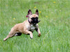 Französische Bulldoggen - Schutzengel auf 4 Pfoten - CALVENDO Foto-Puzzle - calvendoverlag 39.99