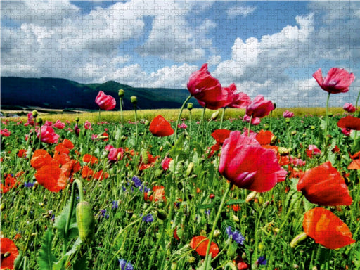 Traumhafte Mohnblüte in Germerode am Meißner - CALVENDO Foto-Puzzle - calvendoverlag 29.99