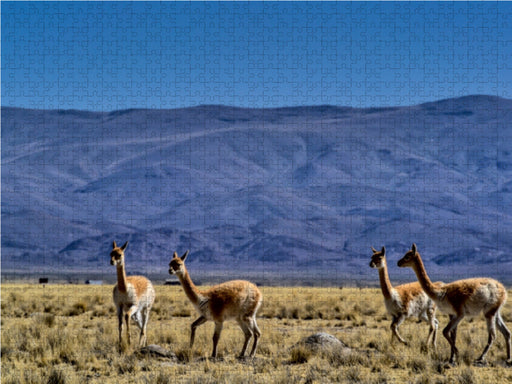 Vikunjas bei Laguna del Pozuelo - CALVENDO Foto-Puzzle - calvendoverlag 29.99