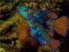 Juwelen der Meere - CALVENDO Foto-Puzzle - calvendoverlag 29.99