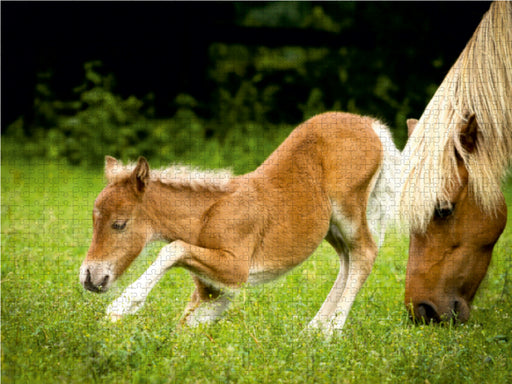 Ponys, die starken Persönlichkeiten - CALVENDO Foto-Puzzle - calvendoverlag 29.99