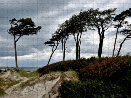 Windflüchter beugen sich quer über den Sand - CALVENDO Foto-Puzzle - calvendoverlag 29.99