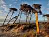 Es gibt Stellen, an denen die Bäume irgendwann Opfer von Wind und Wellen werden - CALVENDO Foto-Puzzle - calvendoverlag 29.99