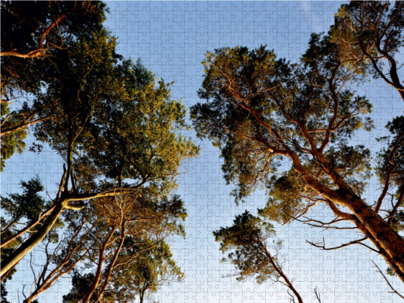 Das Abendlicht bringt die Bäume zum Leuchten - CALVENDO Foto-Puzzle - calvendoverlag 29.99
