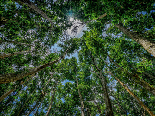 Jozani Forest - CALVENDO Foto-Puzzle - calvendoverlag 29.99
