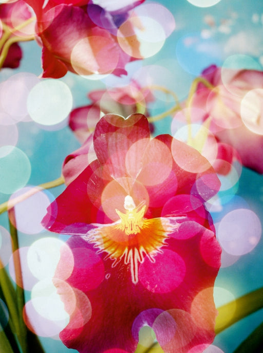 Traumhafte Miltonia Orchidee - CALVENDO Foto-Puzzle - calvendoverlag 29.99