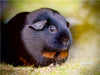 Meerschweinchen - so süß - CALVENDO Foto-Puzzle - calvendoverlag 29.99