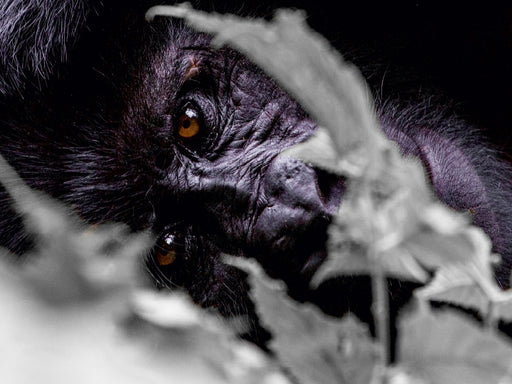 Die Augen eines Gorillas - CALVENDO Foto-Puzzle - calvendoverlag 29.99