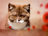 Kittens - Britisch Kurzhaar Katzenkinder - CALVENDO Foto-Puzzle - calvendoverlag 29.99
