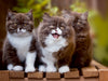 Kittens - Britisch Kurzhaar Katzenkinder - CALVENDO Foto-Puzzle - calvendoverlag 29.99