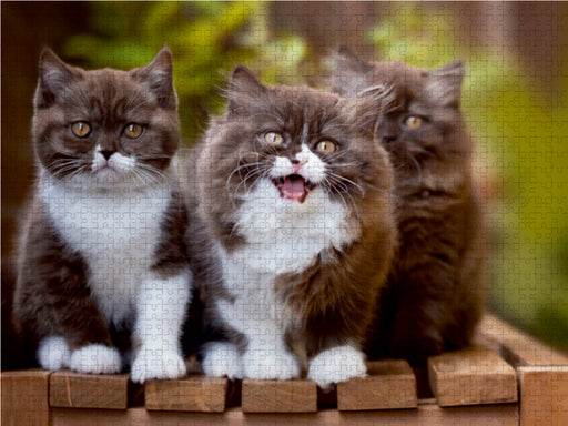 Kittens - Britisch Kurzhaar Katzenkinder - CALVENDO Foto-Puzzle - calvendoverlag 29.99