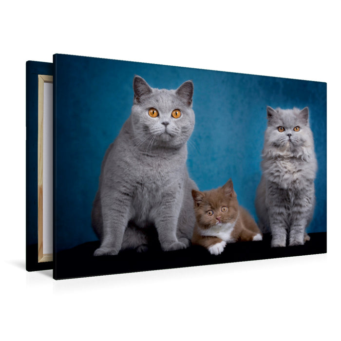 Premium Textil-Leinwand Premium Textil-Leinwand 120 cm x 80 cm quer Ein Motiv aus dem Kalender Kittens - Britisch Kurzhaar Katzenkinder