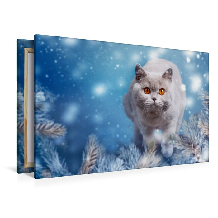 Premium Textil-Leinwand Premium Textil-Leinwand 120 cm x 80 cm quer Ein Motiv aus dem Kalender Kittens - Britisch Kurzhaar Katzenkinder