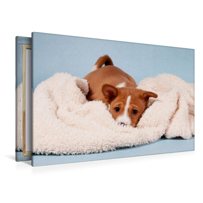 Premium Textil-Leinwand Premium Textil-Leinwand 120 cm x 80 cm quer Ein Motiv aus dem Kalender Süße Basenji-Kinder