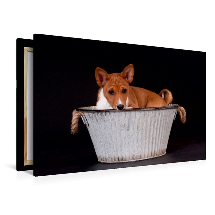 Premium Textil-Leinwand Premium Textil-Leinwand 120 cm x 80 cm quer Ein Motiv aus dem Kalender Süße Basenji-Kinder