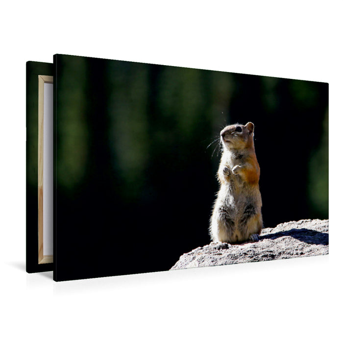 Premium Textil-Leinwand Premium Textil-Leinwand 120 cm x 80 cm quer Chipmunk