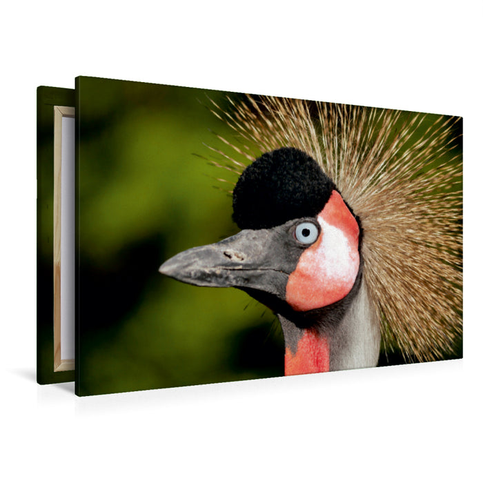 Premium Textil-Leinwand Premium Textil-Leinwand 120 cm x 80 cm quer Ein Motiv aus dem Kalender Weltvogelpark Walsrode - Die Vielfalt der Vogelarten