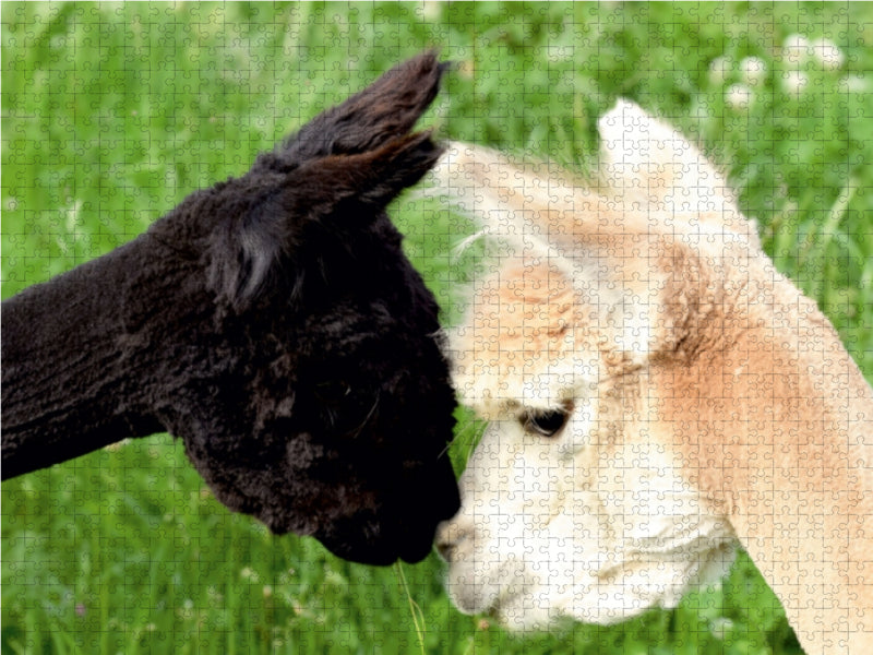 Beschnuppern zweier Alpakas - CALVENDO Foto-Puzzle - calvendoverlag 29.99