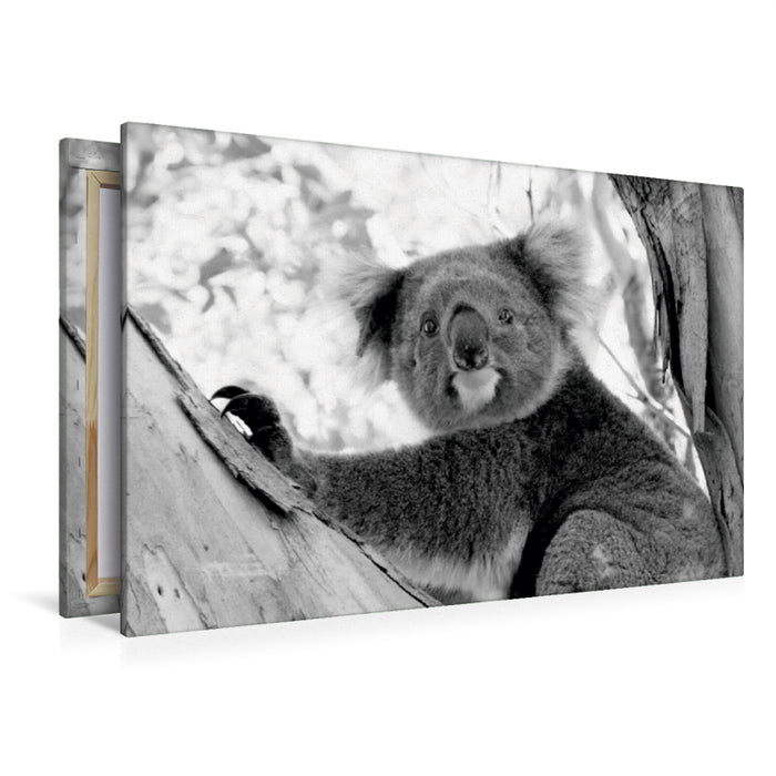 Premium Textil-Leinwand Premium Textil-Leinwand 120 cm x 80 cm quer Ein Motiv aus dem Kalender Koala  Ein Bär, der kein Bär ist