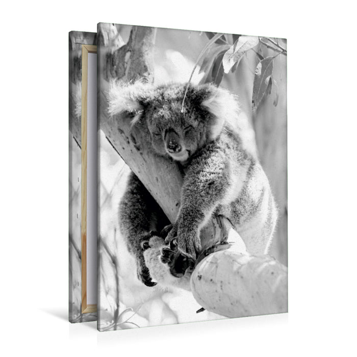 Premium Textil-Leinwand Premium Textil-Leinwand 80 cm x 120 cm  hoch Ein Motiv aus dem Kalender Koala  Ein Bär, der kein Bär ist
