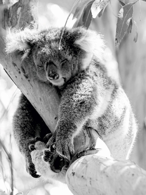Koala  Ein Bär, der kein Bär ist - CALVENDO Foto-Puzzle - calvendoverlag 29.99