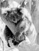 Koala  Ein Bär, der kein Bär ist - CALVENDO Foto-Puzzle - calvendoverlag 29.99